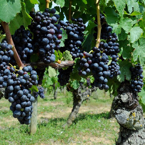 Grappes de raisins